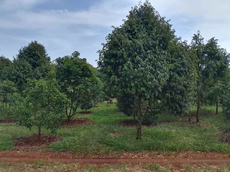 kebun durian premium 1 114 pohon subang