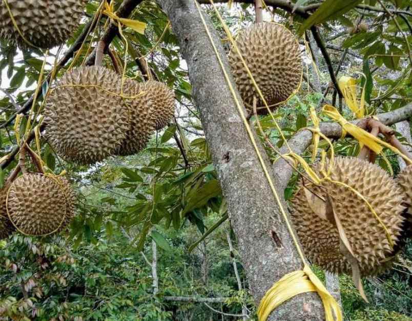 kebun durian premium 1 114 pohon subang