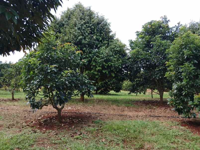 kebun durian premium 1 114 pohon subang