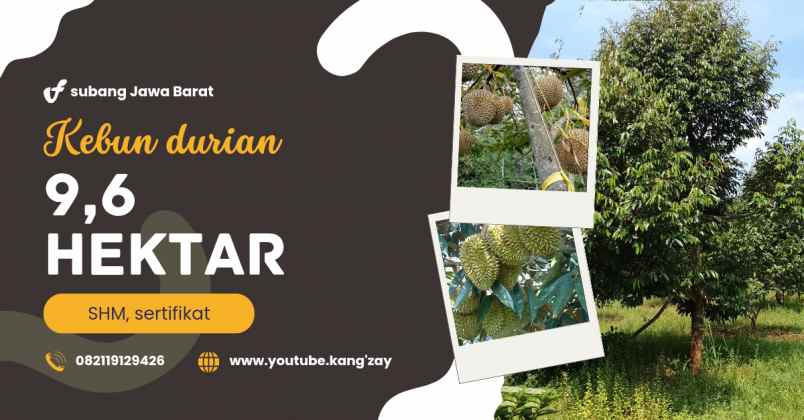 kebun durian premium 1 114 pohon subang