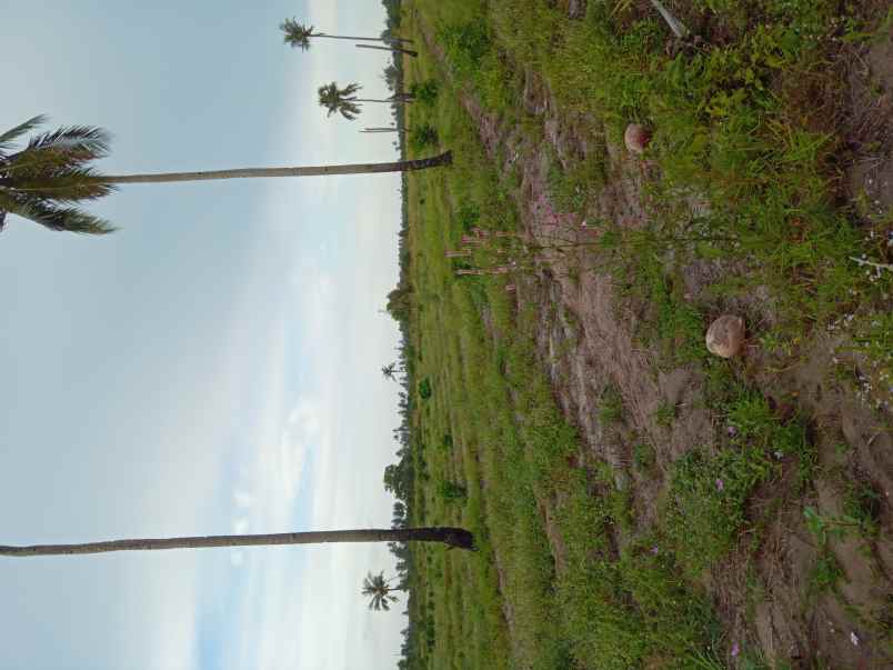 lahan pinggir jalan 15 2ha 4 bangunan