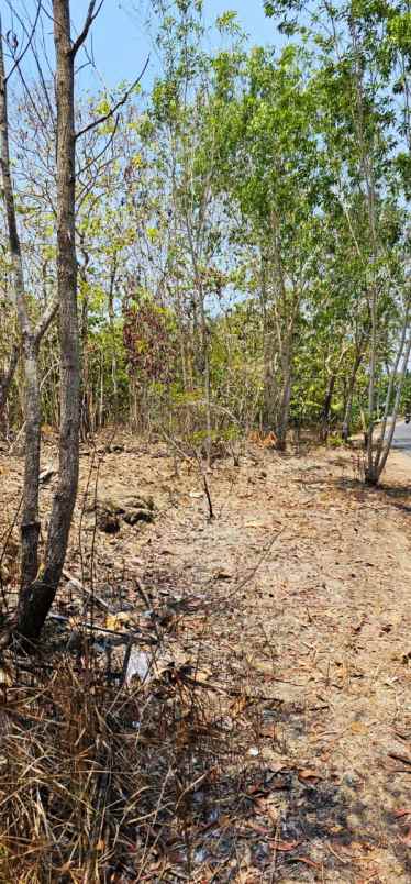 tanah 945 m2 temon kulon progo