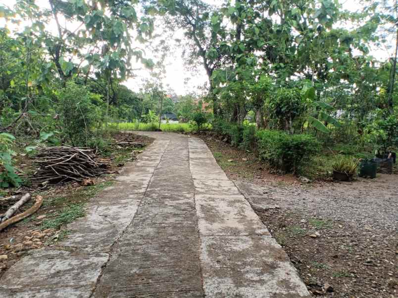 tanah desa kedawung kec kedawung