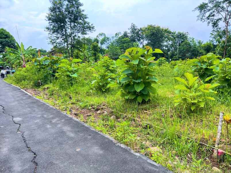 tanah kebun jati 125 juta mojogedang karanganyar
