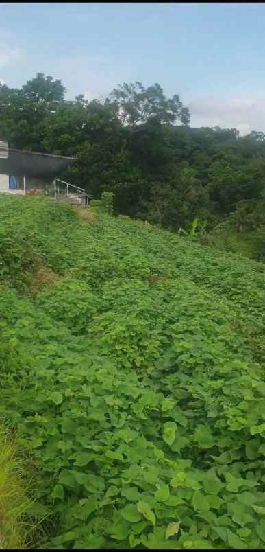 tanah kebun strategis dekat kawasan wisata