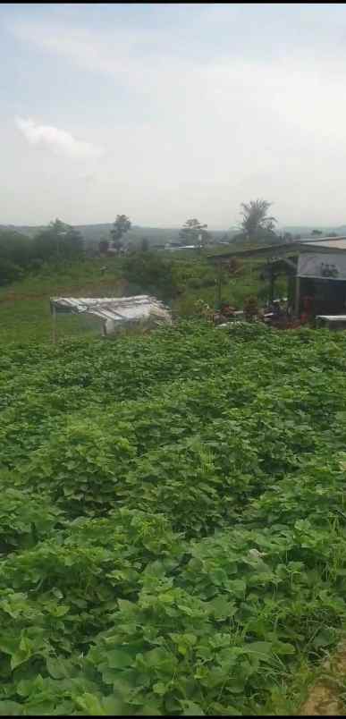 tanah kebun strategis dekat kawasan wisata