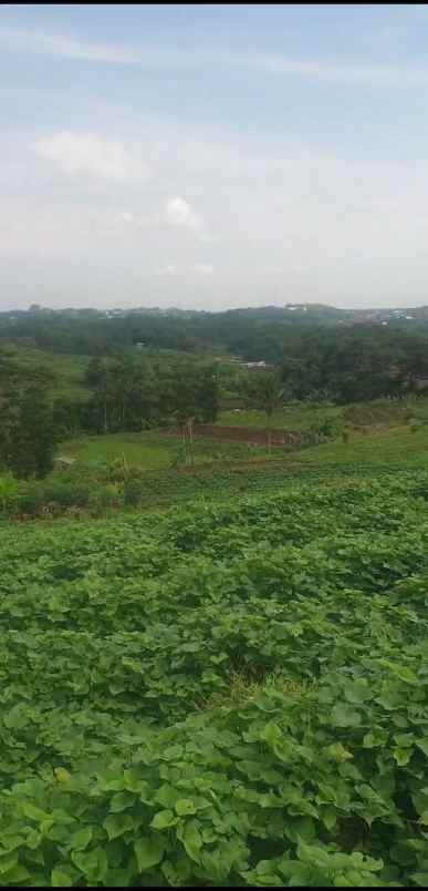 tanah kebun strategis dekat kawasan wisata
