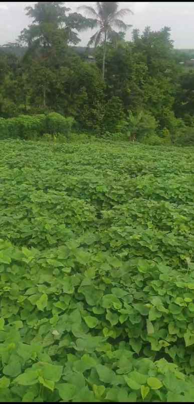 tanah kebun strategis dekat kawasan wisata