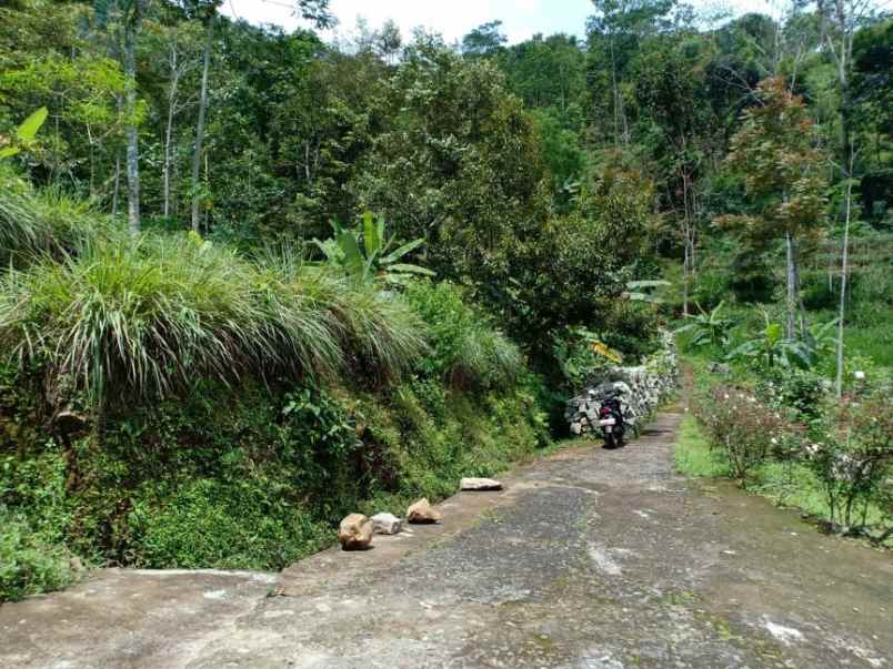 tanah kemuning ngargoyoso