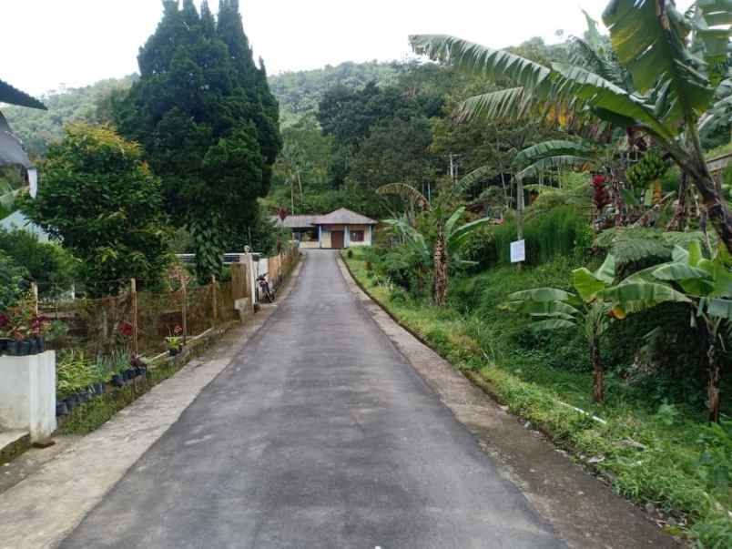 tanah kemuning ngargoyoso