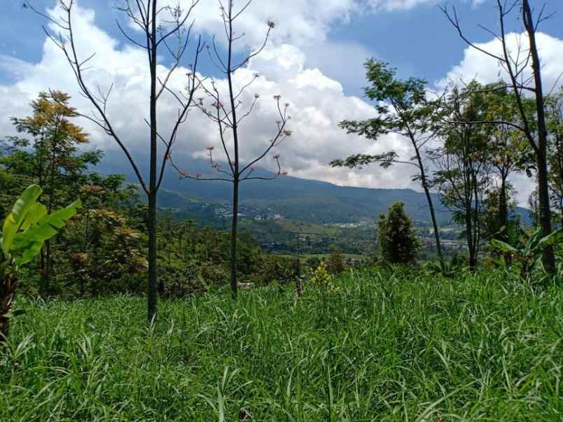 tanah kemuning ngargoyoso