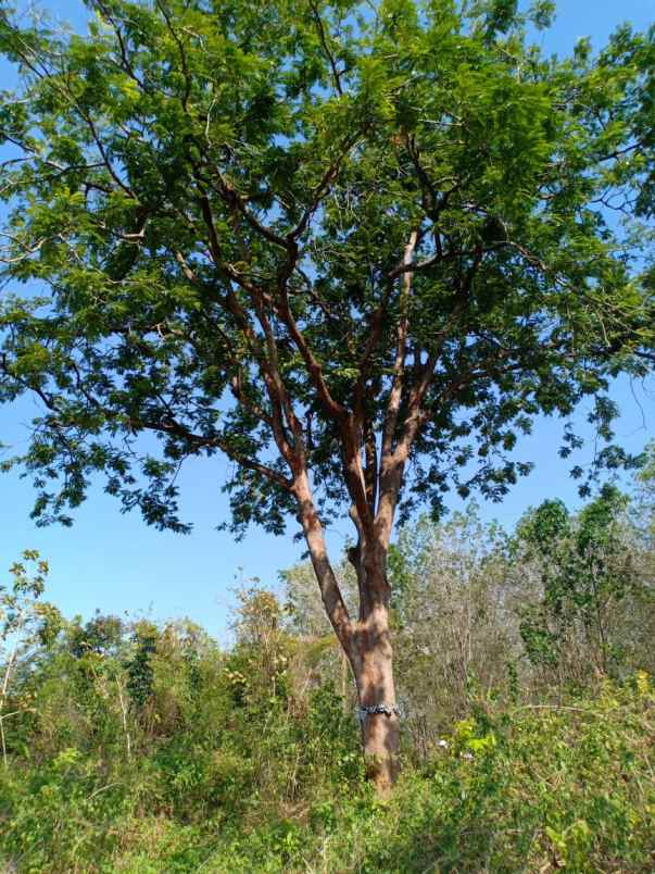 tanah kerjo karanganyar