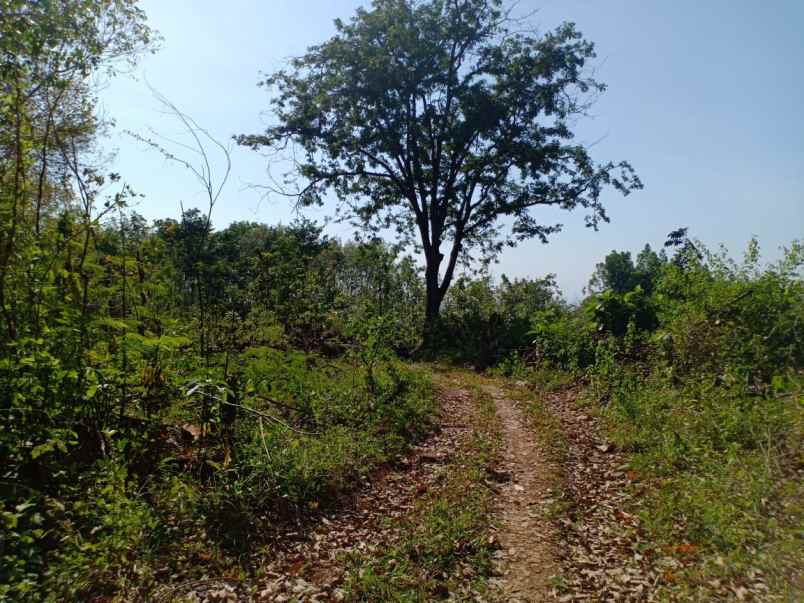 tanah kerjo karanganyar