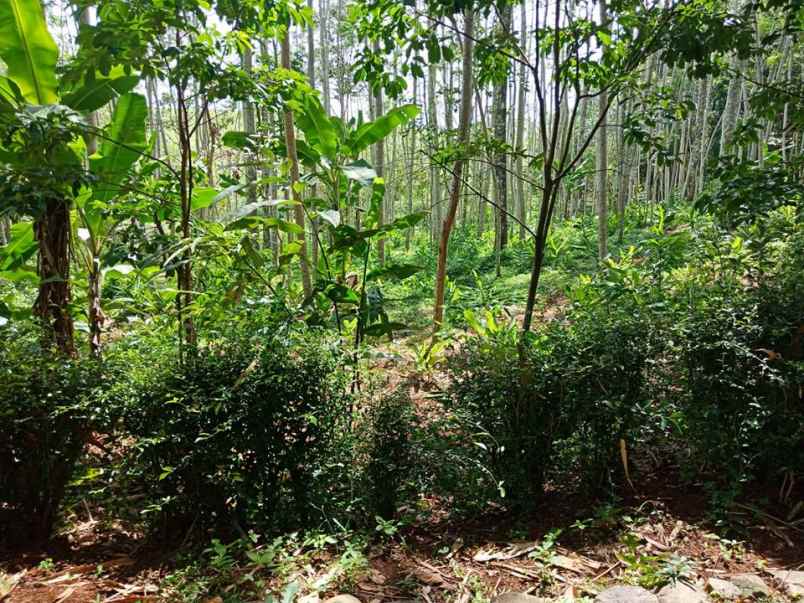 tanah mojogedang karanganyar