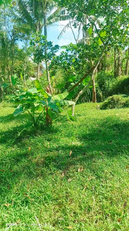 tanah murah lerep ungaran barat
