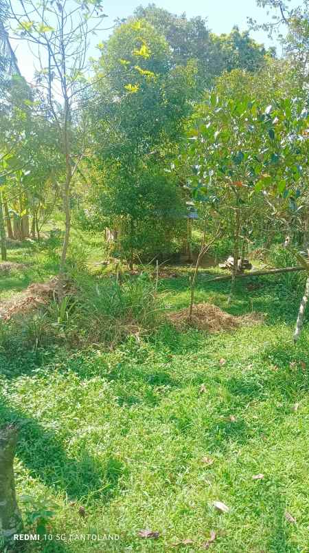 tanah murah lerep ungaran barat