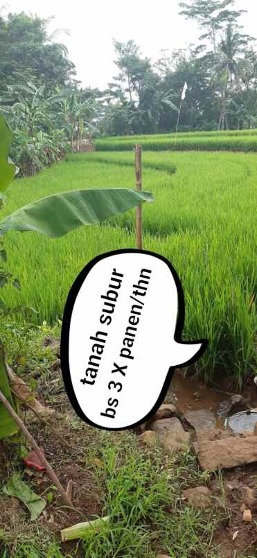 tanah pasawahan kuningan jabar