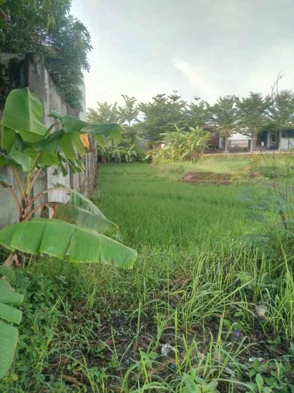 tanah sawah pinggir jln strategis