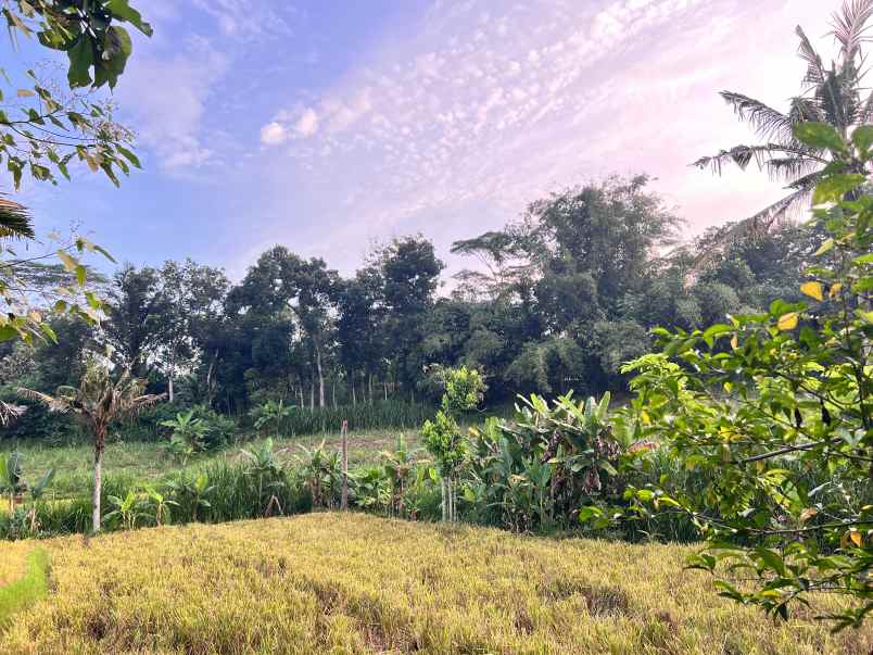 tanah super datar 2000m barat pasar mojogedang