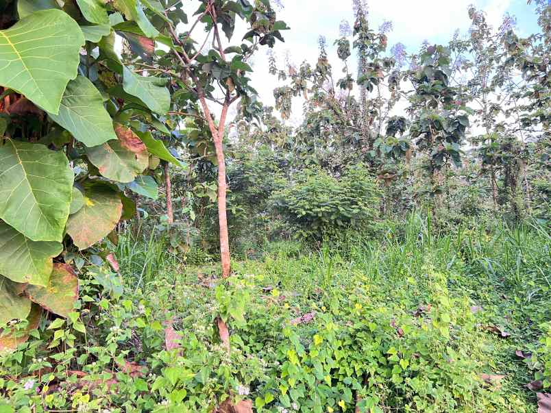 tanah super datar 2000m barat pasar mojogedang