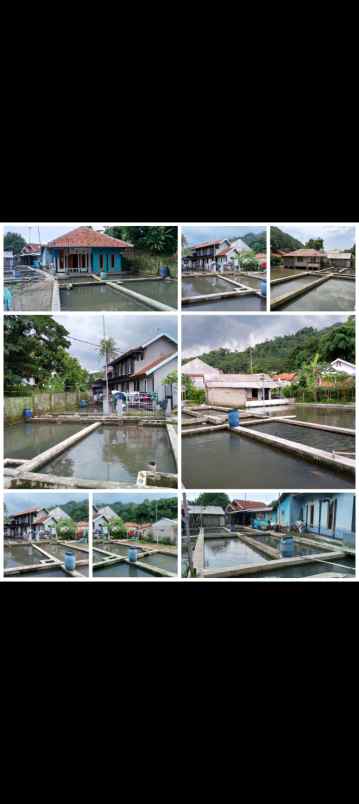 Rumah Kolam Ikan Cijambe Subang Jawa Barat