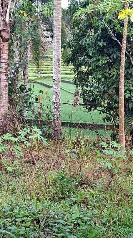 dijual lahan kebun view sawah di desa lumbung