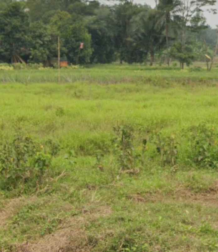 dijual tanah 52 hektar karawang barat