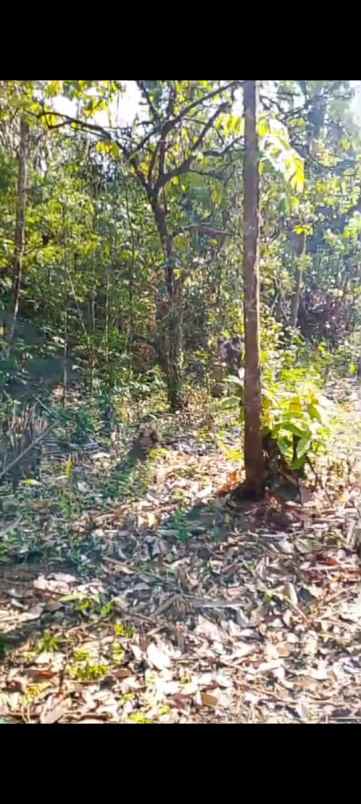 dijual tanah banjar dinas munduk desa