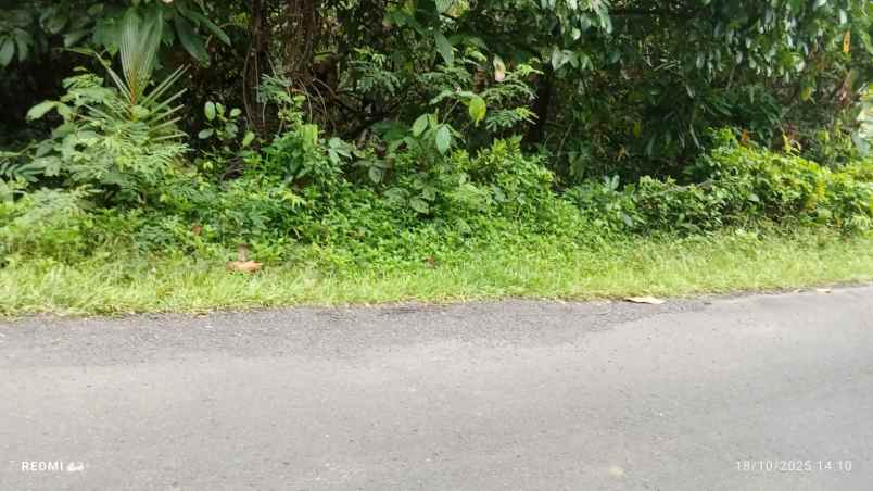 dijual tanah desa angkah selemadeg