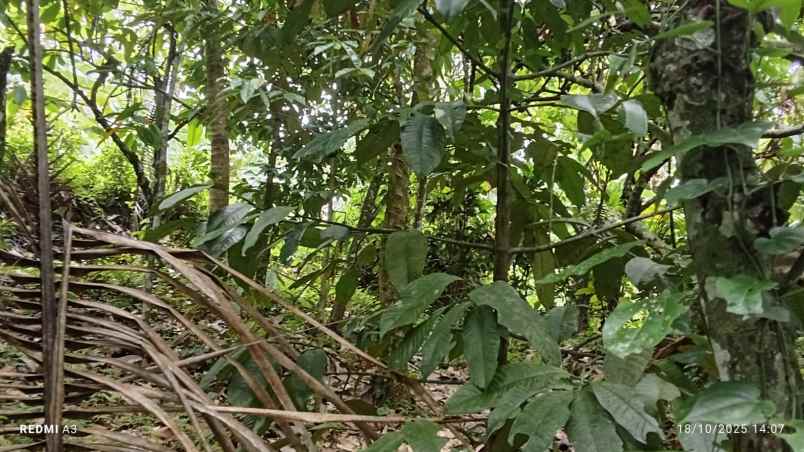 dijual tanah desa angkah selemadeg