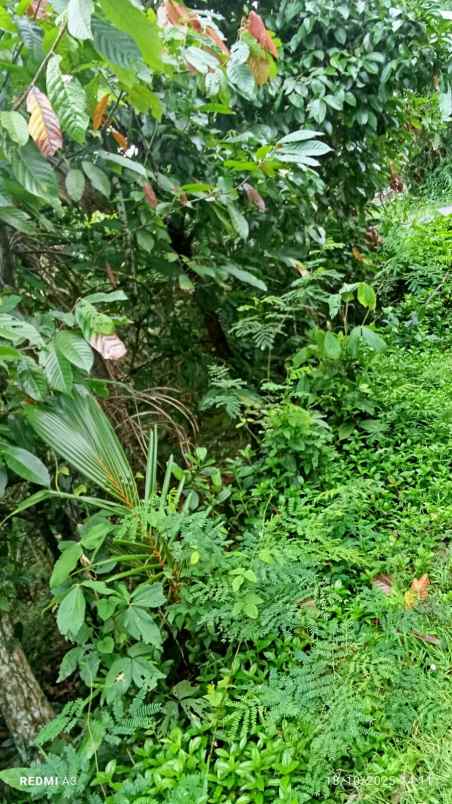 dijual tanah desa angkah selemadeg