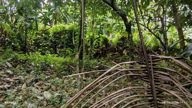 dijual tanah desa angkah selemadeg