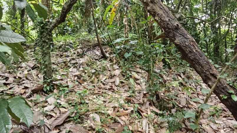 dijual tanah desa angkah selemadeg