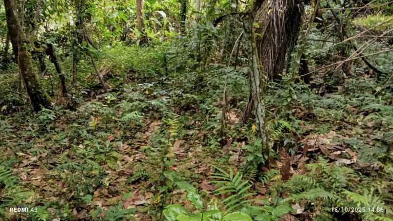 dijual tanah desa angkah selemadeg