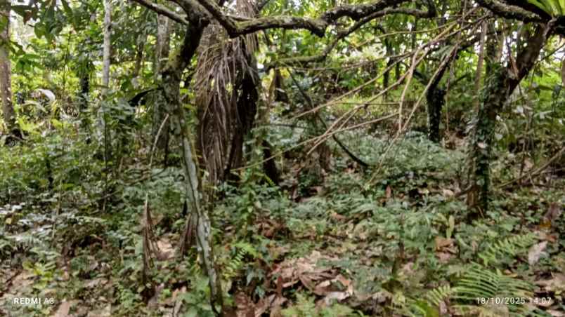 dijual tanah desa angkah selemadeg