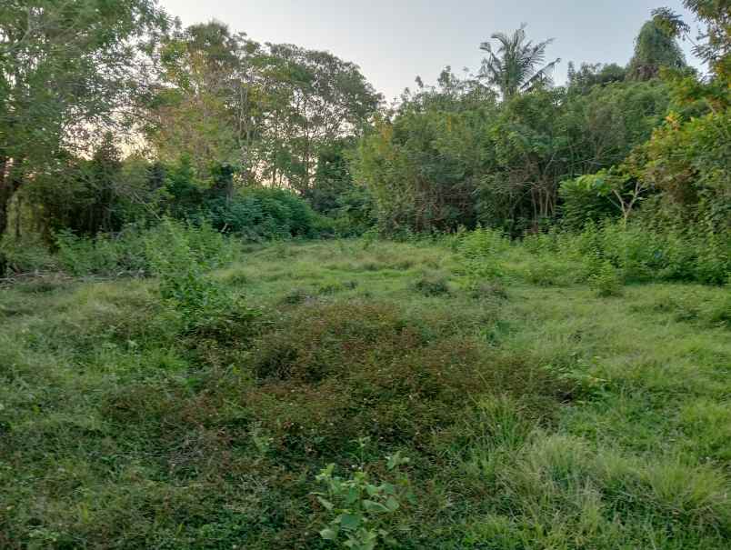 dijual tanah desa antap kec selemadeg