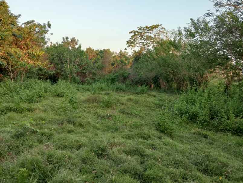dijual tanah desa antap kec selemadeg