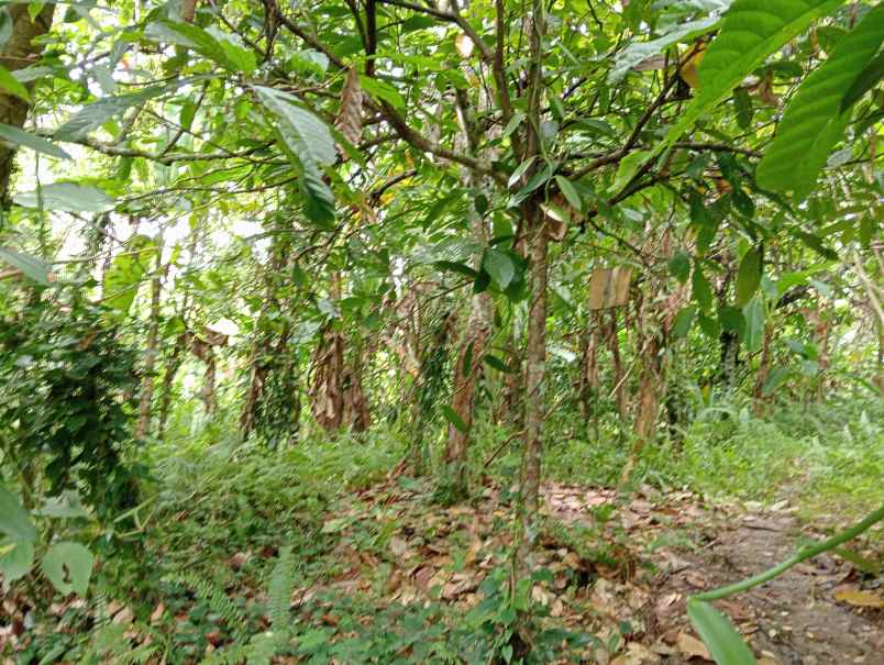 dijual tanah desa antosari kec