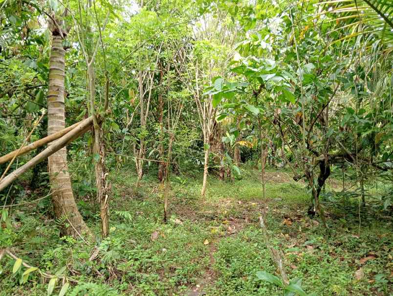 dijual tanah desa antosari kec