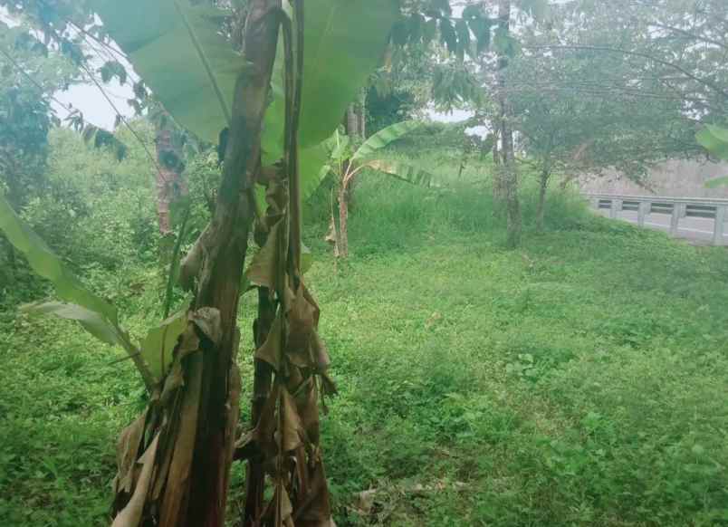 dijual tanah desa bajra kec selemadeg