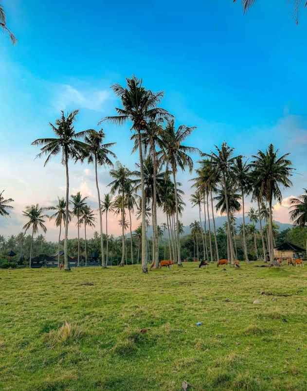 dijual tanah desa lalanglingah kec