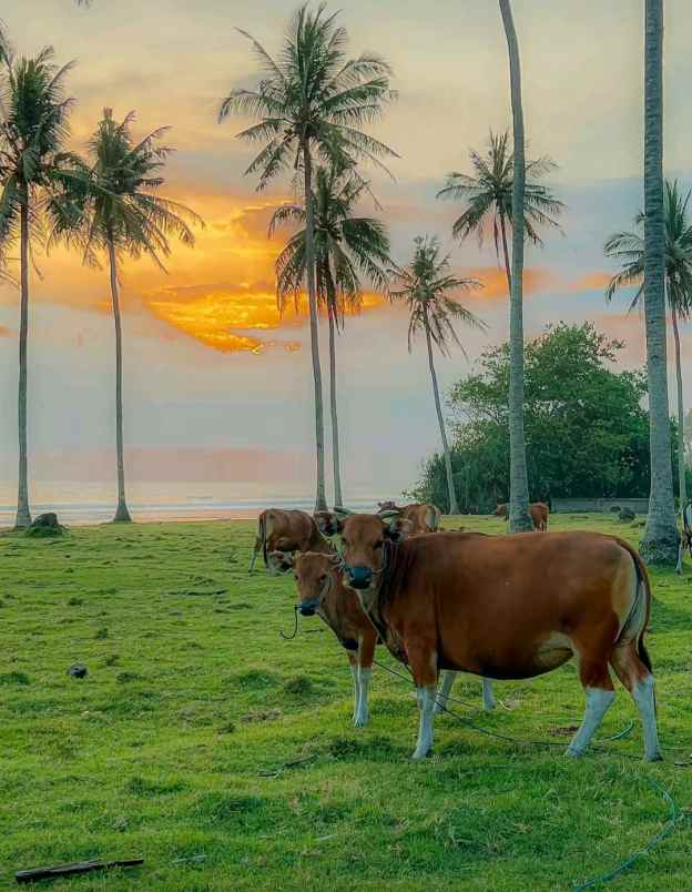 dijual tanah desa lalanglingah kec