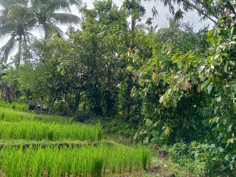 dijual tanah desa lumbung kec selemadeg