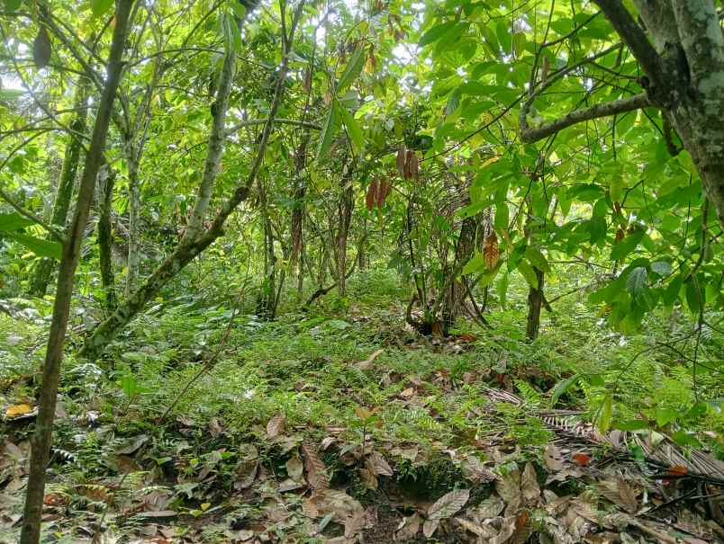 dijual tanah desa lumbung kec selemadeg