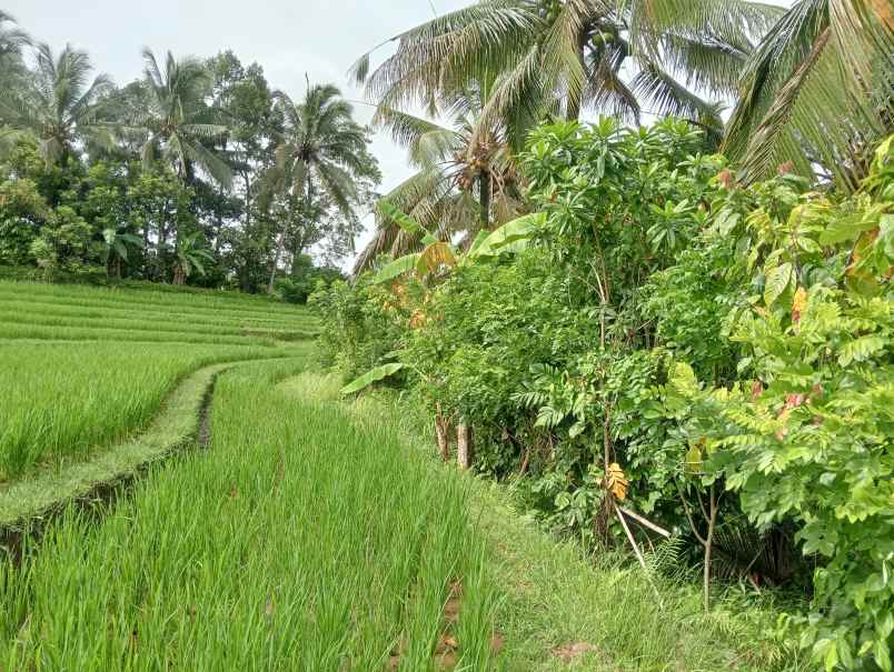 dijual tanah desa lumbung kec selemadeg