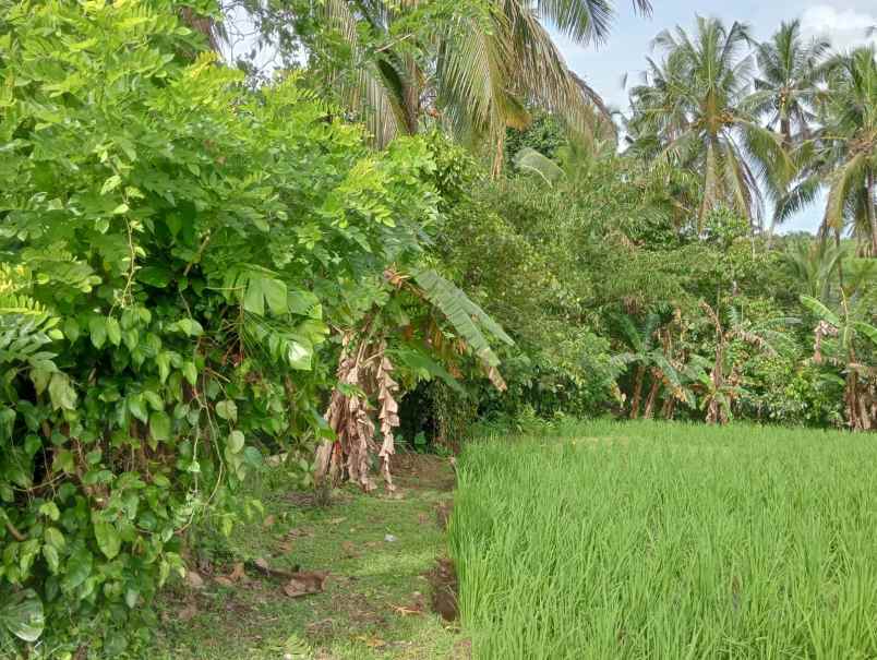 dijual tanah desa lumbung selemadeg
