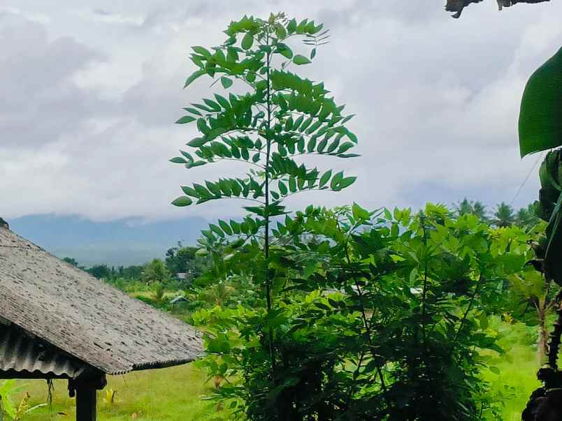 dijual tanah desa selemadeg kec