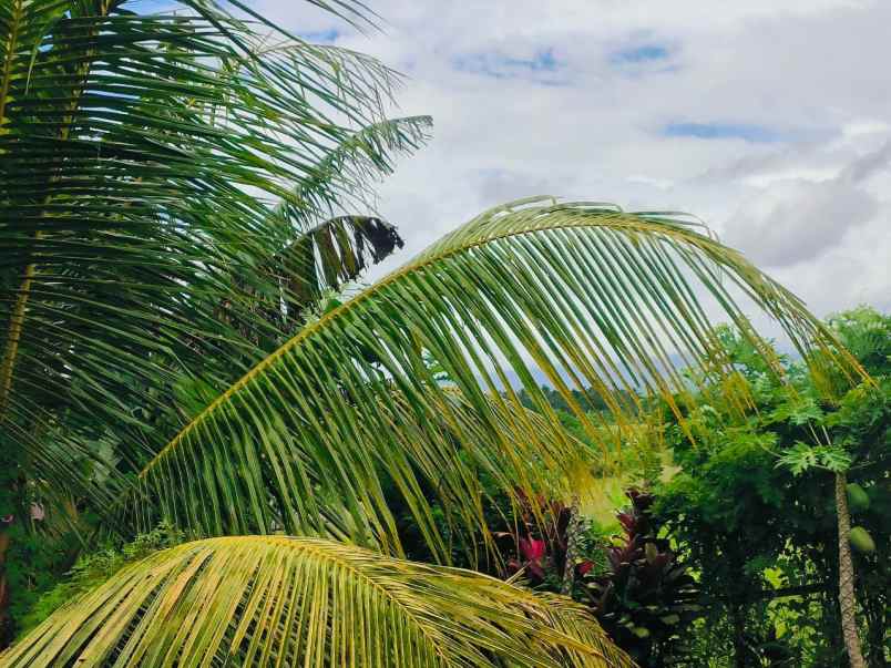 dijual tanah desa selemadeg kec