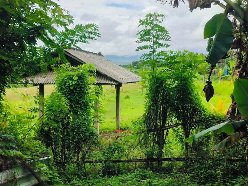 dijual tanah desa selemadeg kec