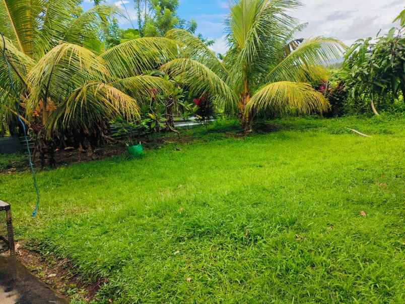 dijual tanah desa selemadeg kec